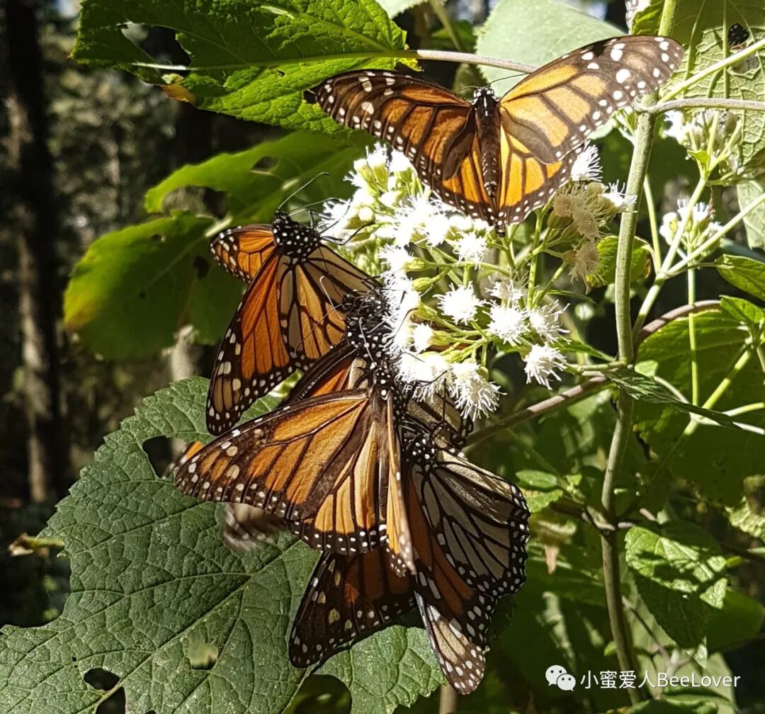 Eœ A A œeœœeœ Cs A E A A E I Bee The Best