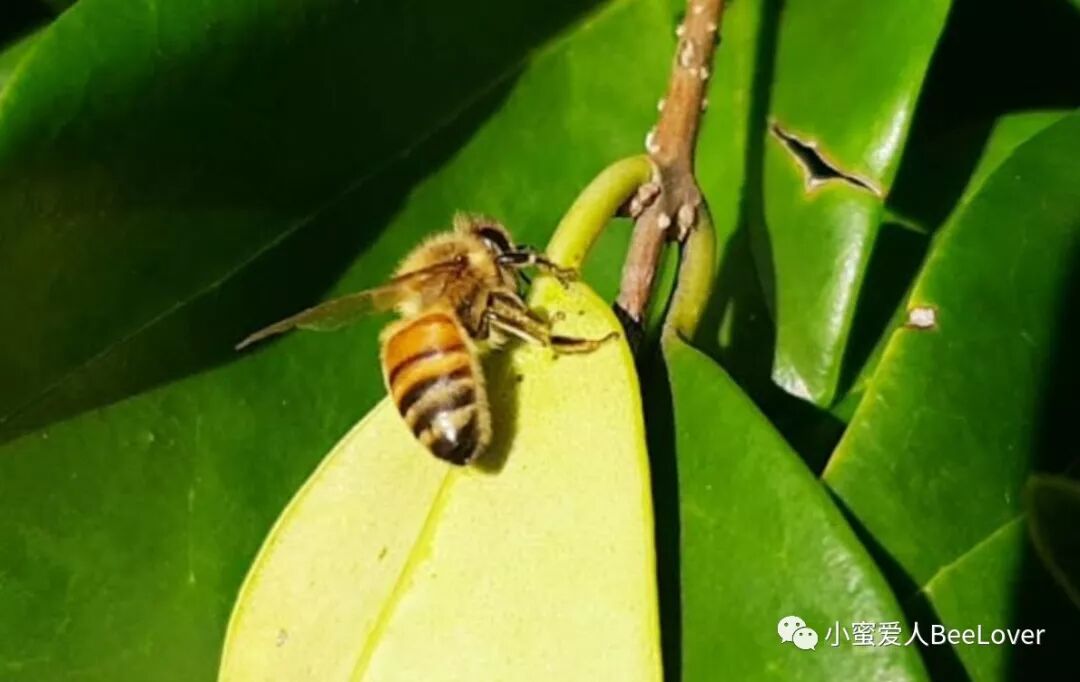 A E Zes A Eœœi œa E ˆc Eœ Eœœa Sa Bee The Best