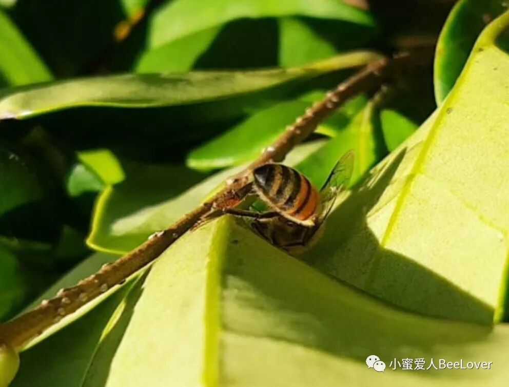 A E Zes A Eœœi œa E ˆc Eœ Eœœa Sa Bee The Best