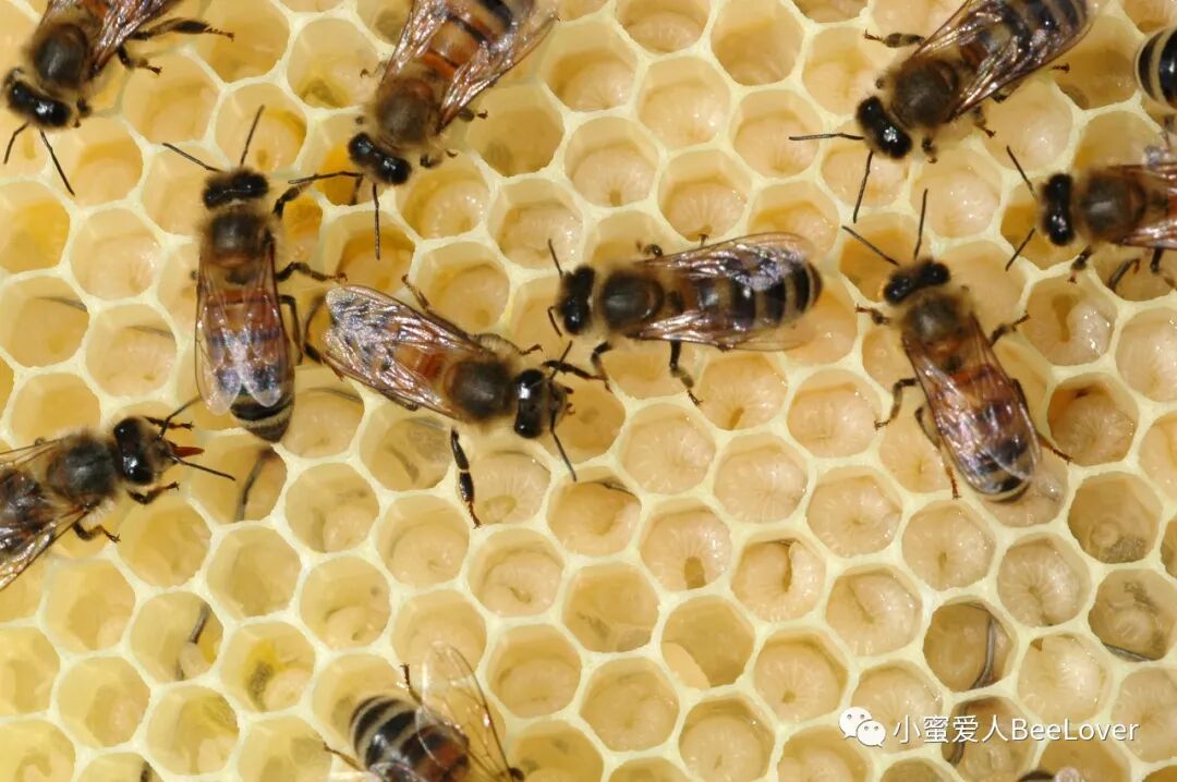 Eœœeœ Cs C A Saˆ A Bee The Best