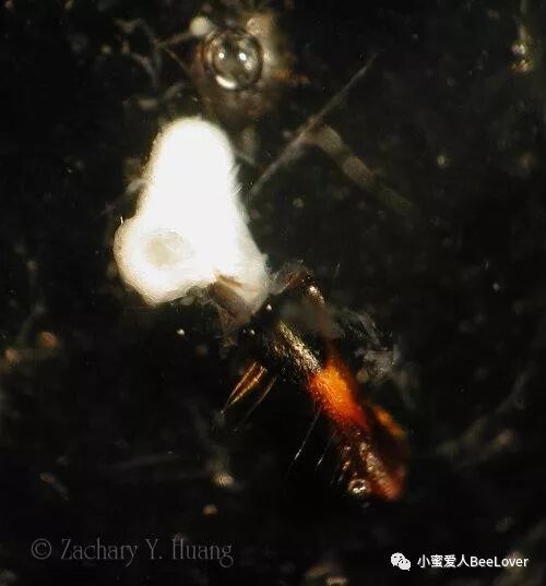 Eœœeœ Cs C A Saˆ A Bee The Best