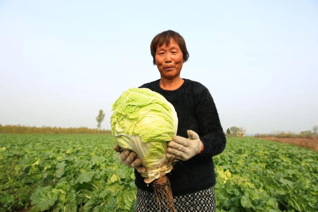 河南日报鹤壁浚县小河白菜凭啥一棵39元