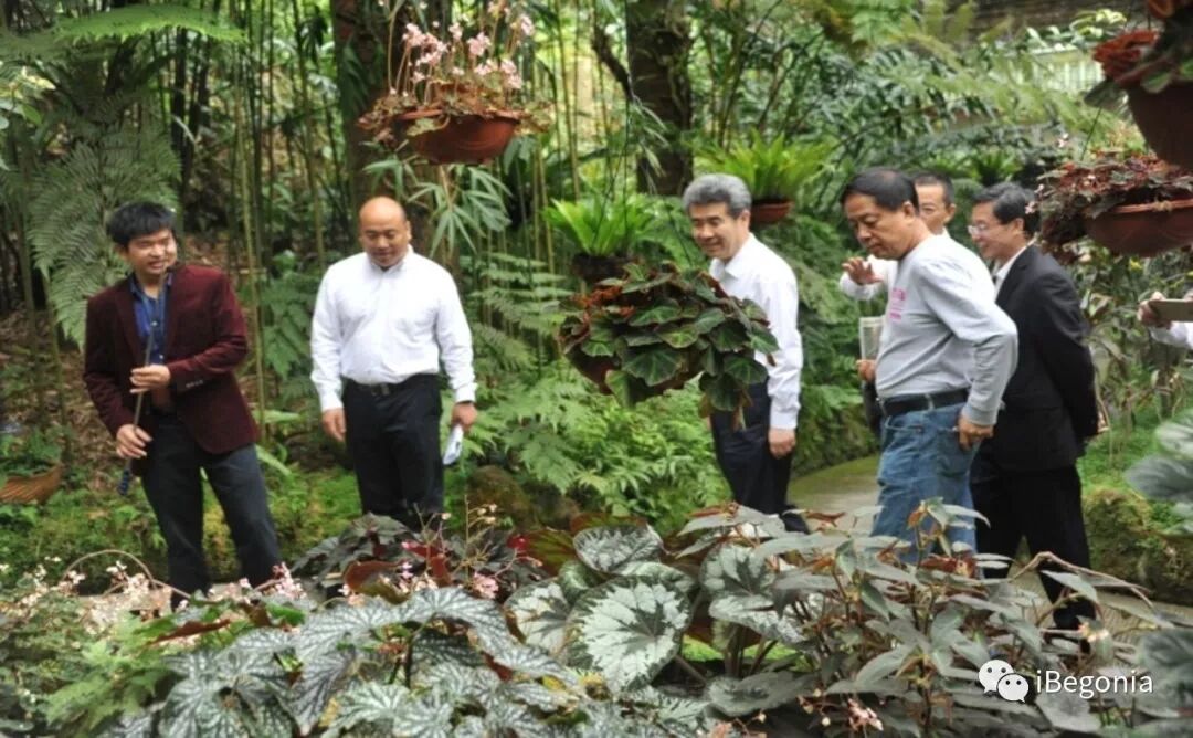硕果累累 深圳市仙湖植物园秋海棠课题验收侧记 爱棠ibegonia 微信公众号文章阅读 Wemp