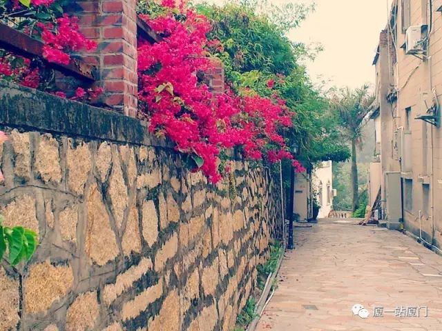 台北旅館推薦 / 金象旅遊 ·客運北站 ·戀上廈門 | 鼓浪嶼 南普陀 白鷺洲半自助雙飛五日遊 旅遊 第9張