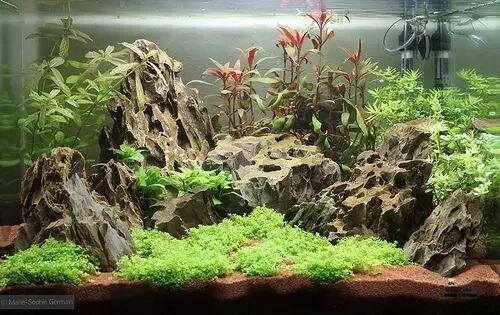 水景玻璃缸里的艺术