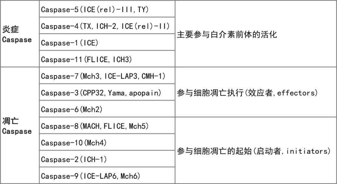 细胞焦亡经典途径和非经典途径