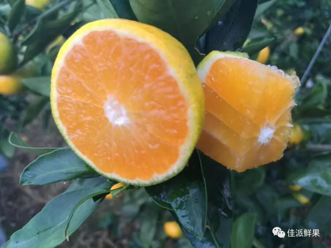 由良蜜桔是一个特早熟柑橘品种,比目前人气超火的早熟柑橘金秋沙糖桔