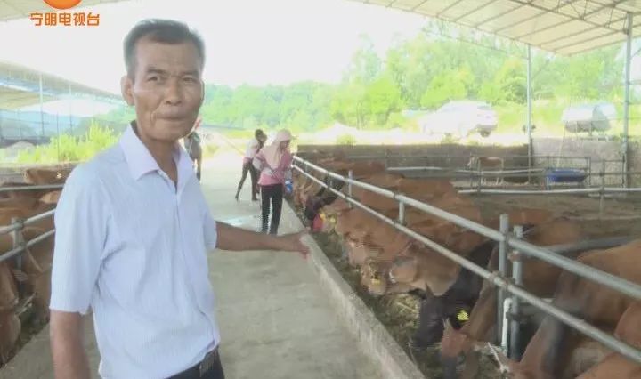 致富养牛蛙_致富养牛牛人_致富经养牛
