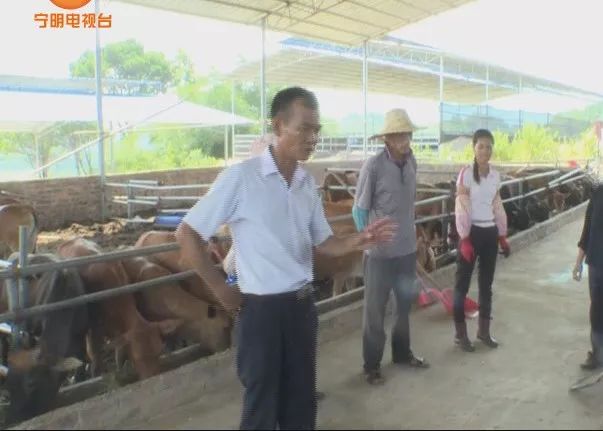 致富养牛蛙_致富养牛牛人_致富经养牛