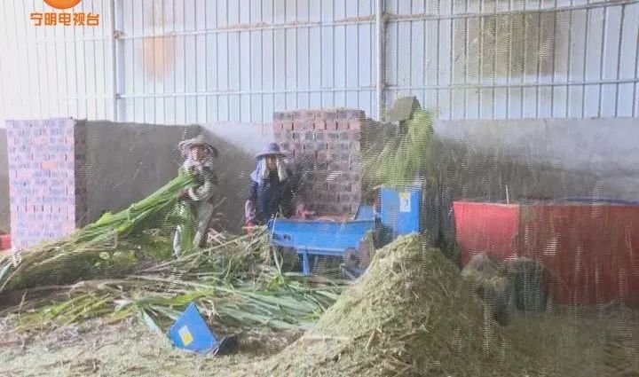 致富养牛蛙_致富养牛牛人_致富经养牛