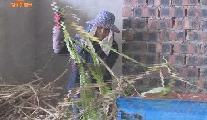 致富养牛蛙_致富养牛牛人_致富经养牛