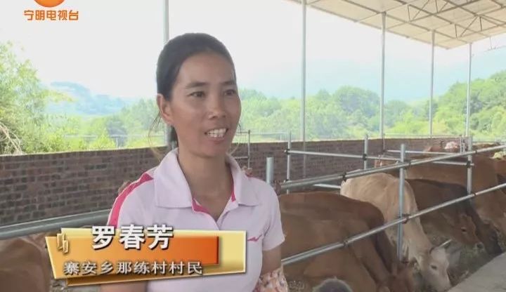 致富养牛牛人_致富经养牛_致富养牛蛙