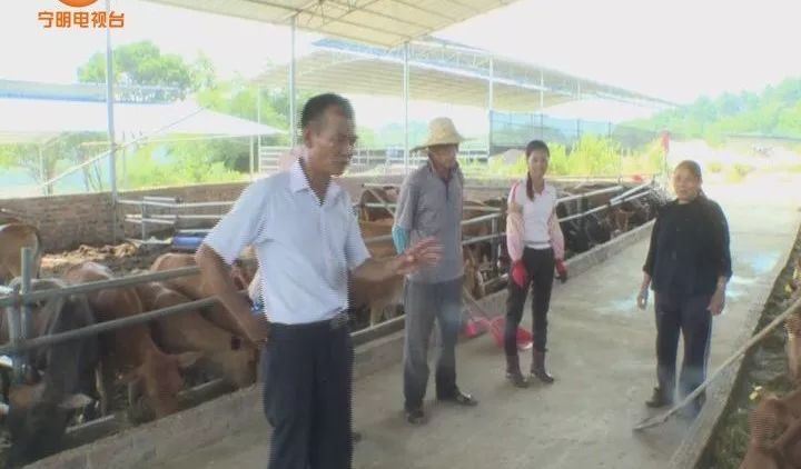 致富养牛牛人_致富经养牛_致富养牛蛙