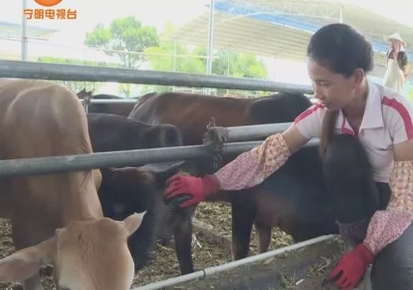 致富养牛牛人_致富经养牛_致富养牛蛙