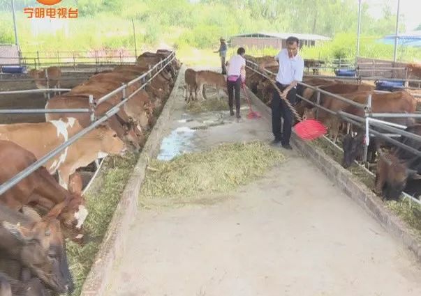 致富经养牛_致富养牛牛人_致富养牛蛙