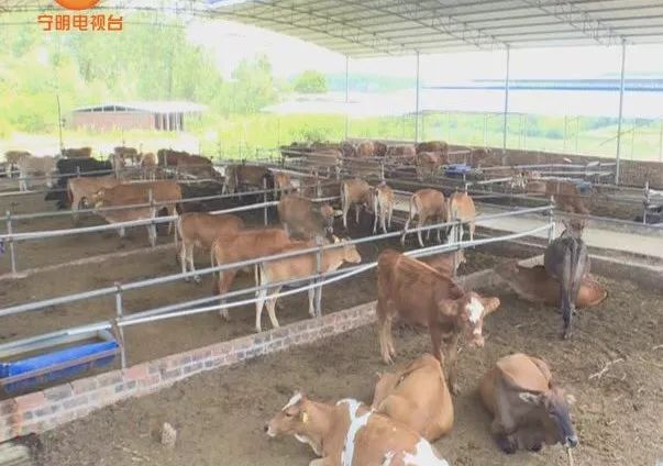 致富养牛牛人_致富养牛蛙_致富经养牛