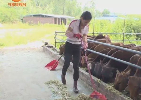 致富养牛蛙_致富经养牛_致富养牛牛人