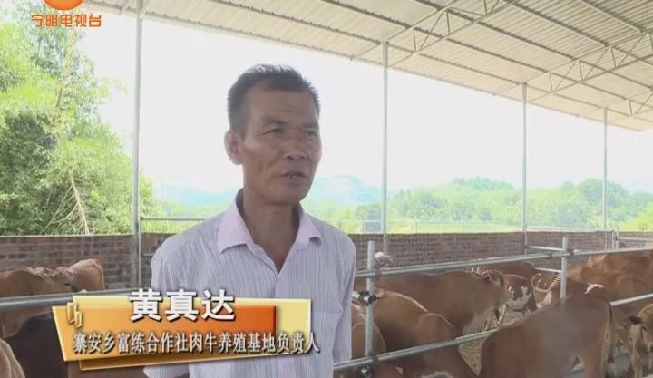 致富养牛牛人_致富养牛蛙_致富经养牛