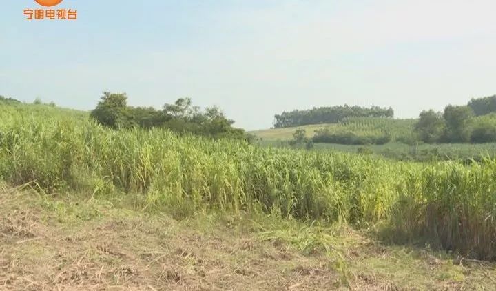致富养牛牛人_致富养牛蛙_致富经养牛