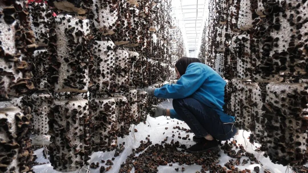 漳县头茬黑木耳喜迎丰收采摘忙