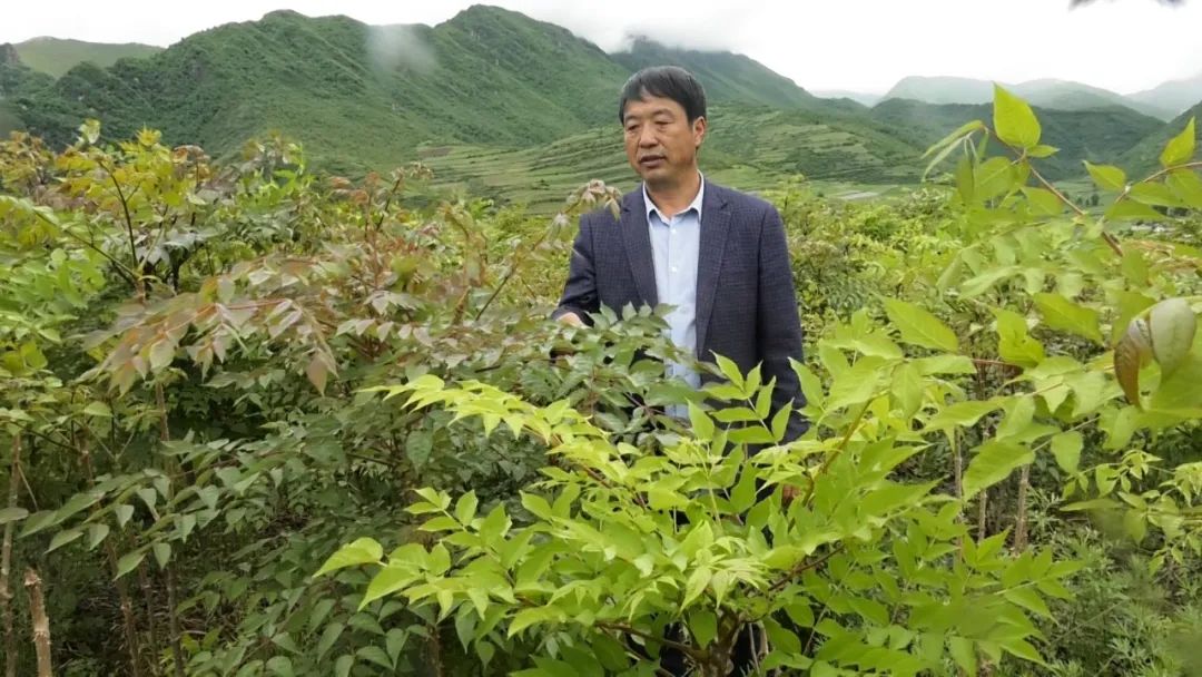 漳縣烏龍頭野菜鑄就一個綠色產業