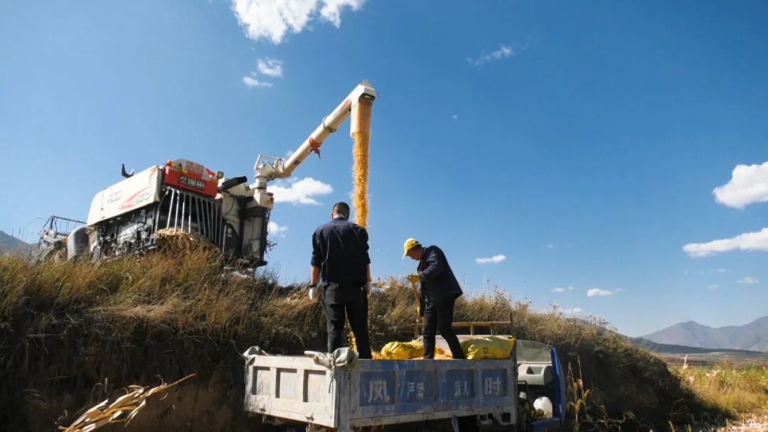 漳县农机助力秋收颗粒归仓