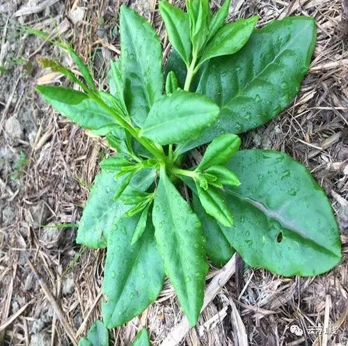 德慶有種野菜叫土人參滋補強壯身價高漲