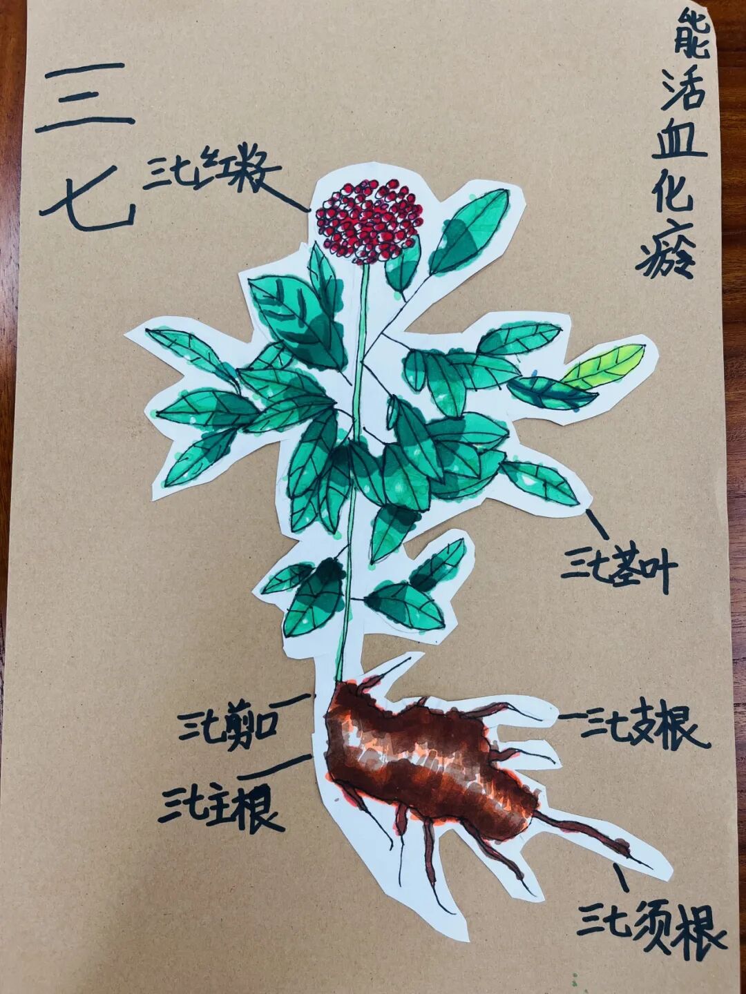 张迦纯:《山楂》《防己》熊玥涵:《鱼腥草》《山楂》史悦涵:《红景天