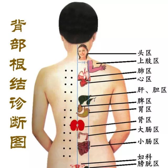 怎么从背部诊断健康 一靠看 二靠捏 健康爱上你 微信公众号文章阅读 Wemp