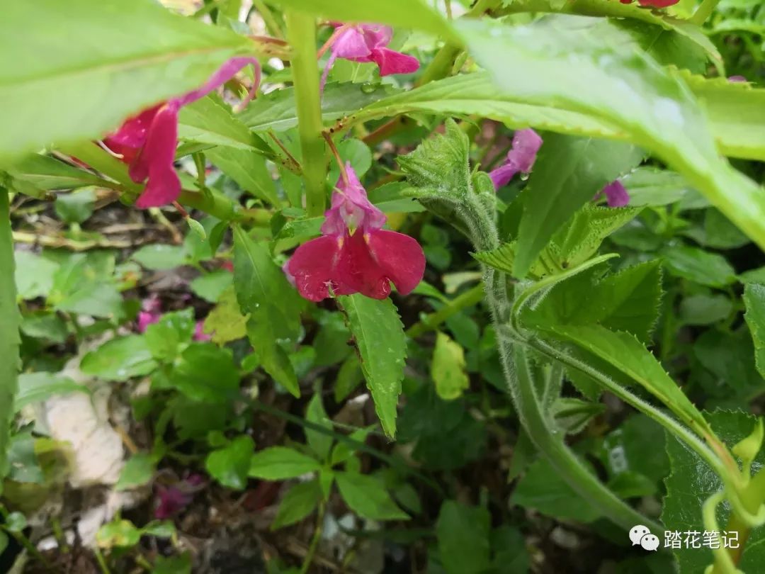 平潭植物方言名集锦 三 踏花笔记 微信公众号文章阅读 Wemp