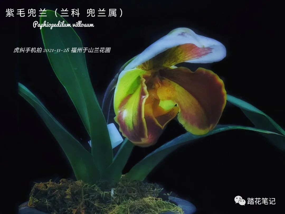 南国冬日 植物群打标回顾 热点讯息网