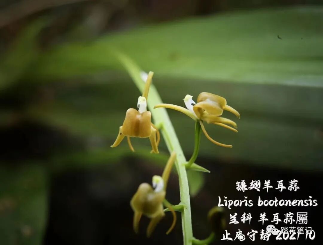 南国冬日 植物群打标回顾 热点讯息网