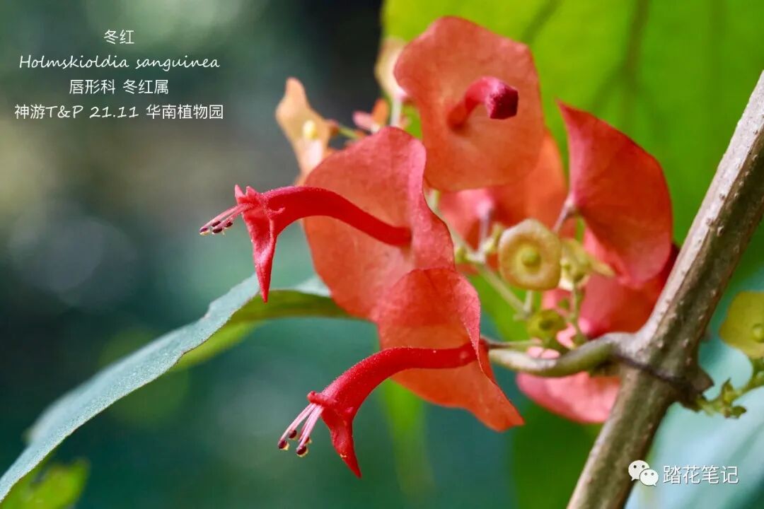 南国冬日 植物群打标回顾 热点讯息网