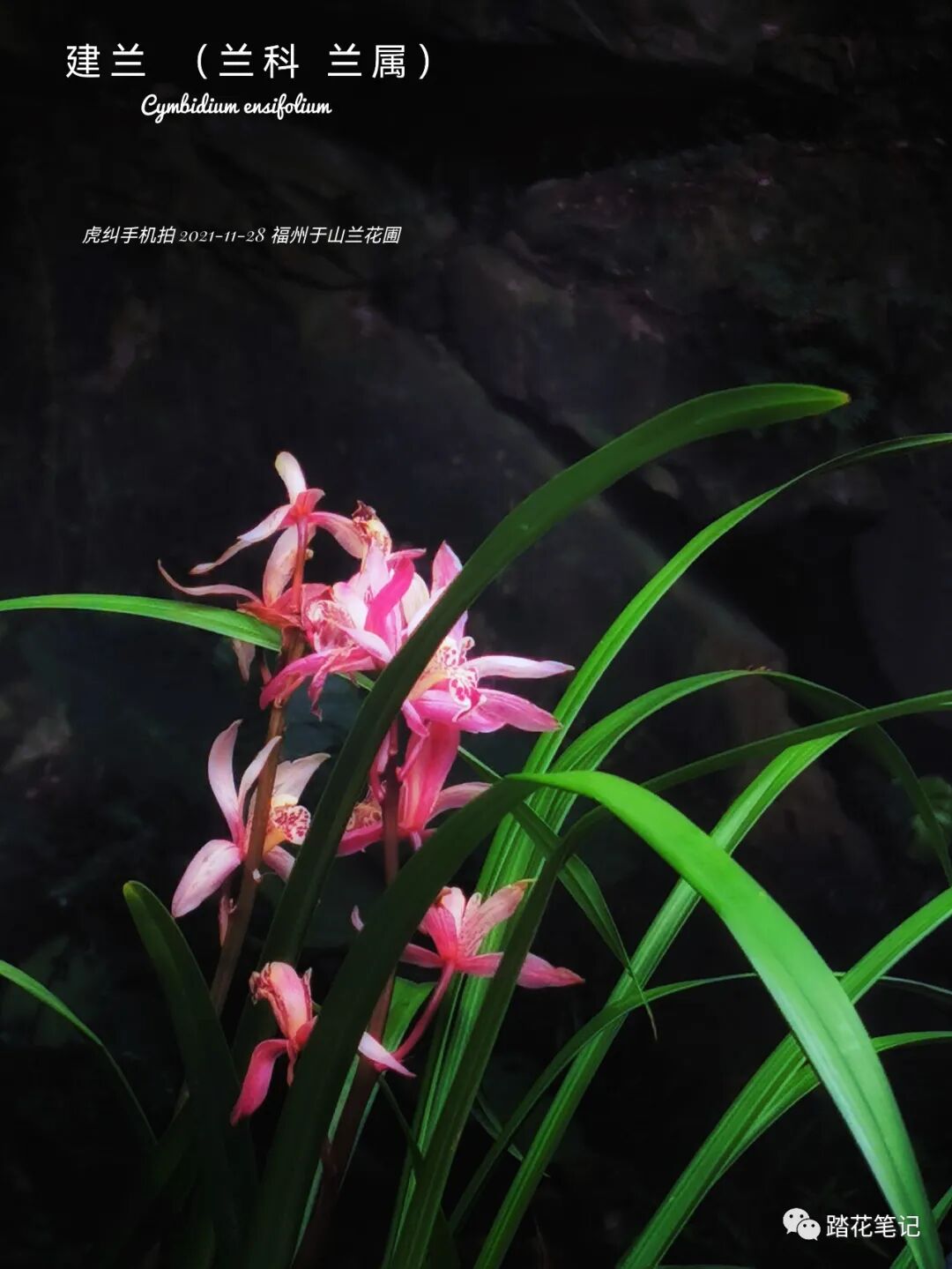 南国冬日 植物群打标回顾 热点讯息网