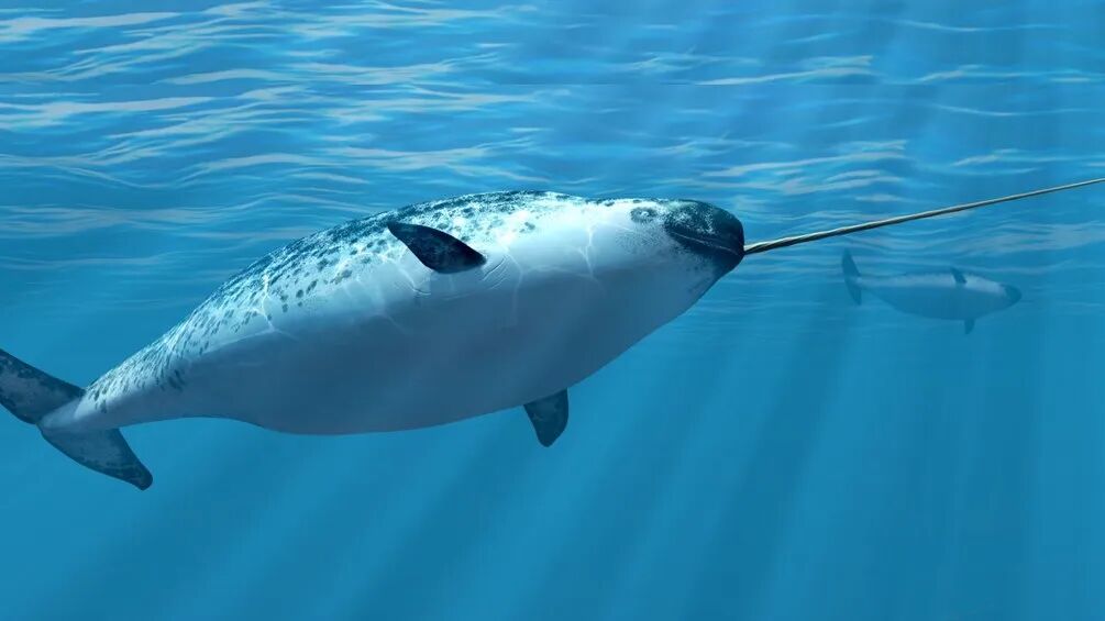 国家海洋博物馆冷知识科普之一角鲸