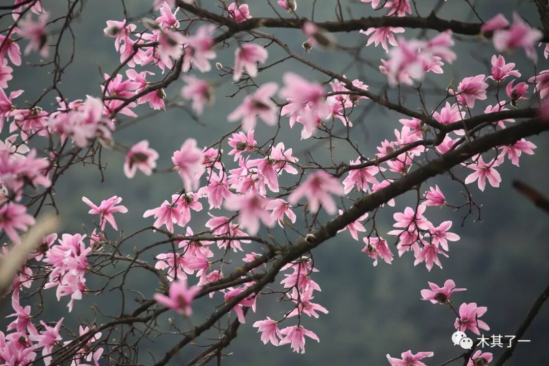 辛夷花 木其了一 微信公众号文章阅读 Wemp