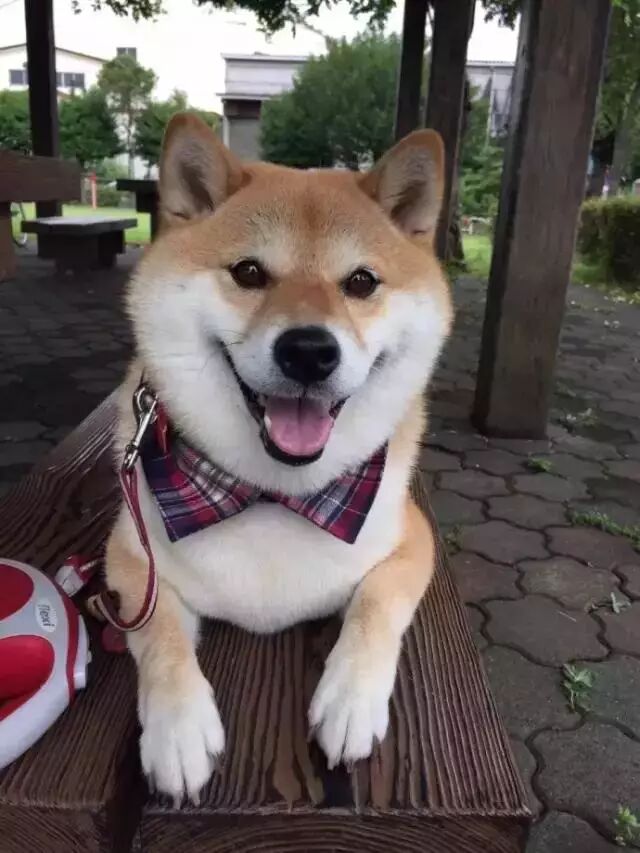 遛狗時請離這個地方遠點，不然... 寵物 第18張