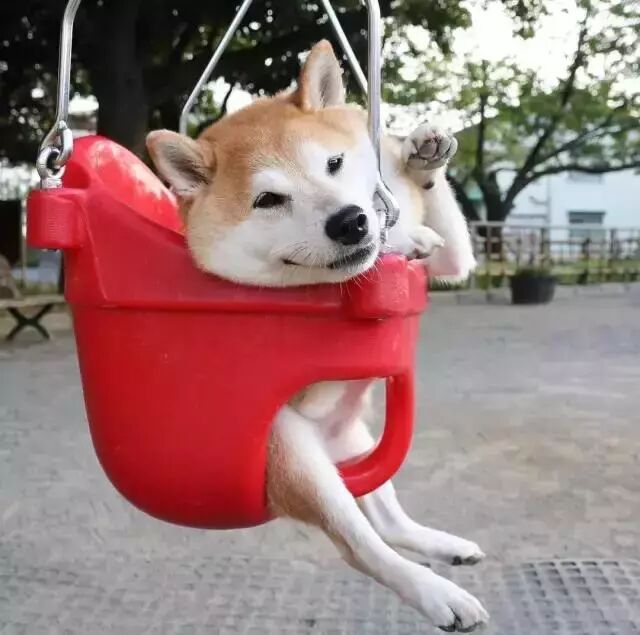 遛狗時請離這個地方遠點，不然... 寵物 第15張