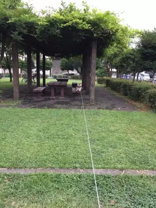 遛狗時請離這個地方遠點，不然... 寵物 第21張