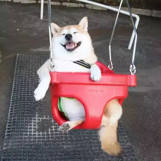 遛狗時請離這個地方遠點，不然... 寵物 第16張