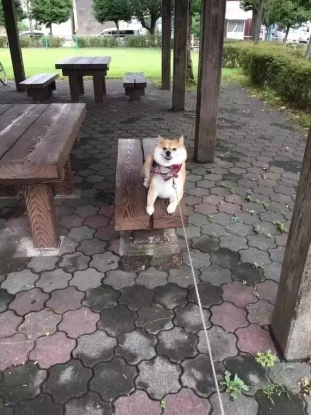 遛狗時請離這個地方遠點，不然... 寵物 第19張