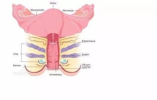 护阴器是什么东西阴道的自我防护？_https://www.jmylbn.com_新闻资讯_第4张