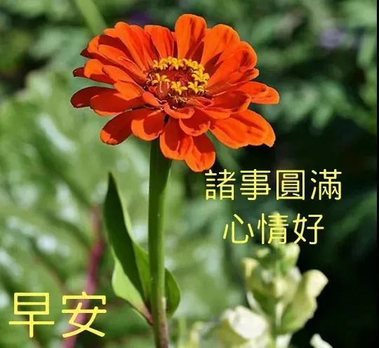 21年5月11日星期二群发清晨早上好问候祝福动态表情图片周二最新早晨好问候动态图片表情 早安正能量语录励志 微信公众号文章 微小领