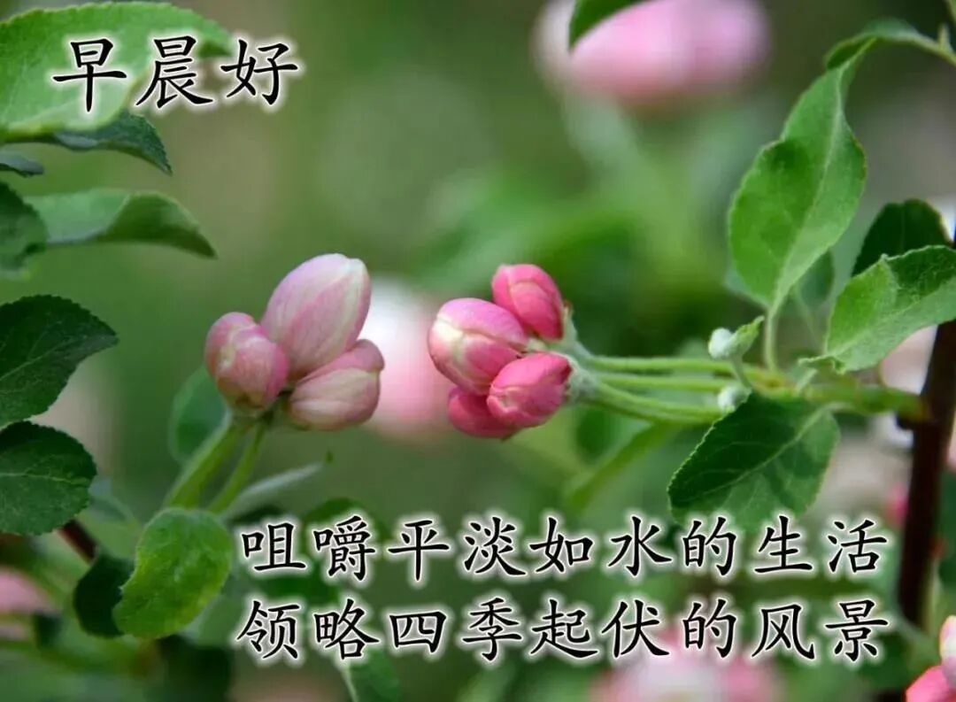 8张最美夏日风景早上好图片带祝福语免打字朋友圈早安问候祝福语图片带字温馨 早安图片 微信公众号文章 微小领