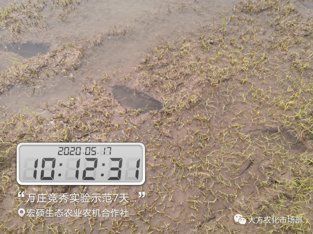 稻田除稗,用好才算“秀” --“万庄竞秀”应用案例剖析 稻田除稗,用好才算“秀” --“万庄竞秀”应用案例剖析