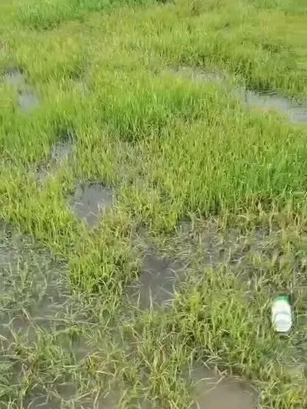 稻田除稗，用好才算“秀” --“万庄竞秀”应用案例剖析