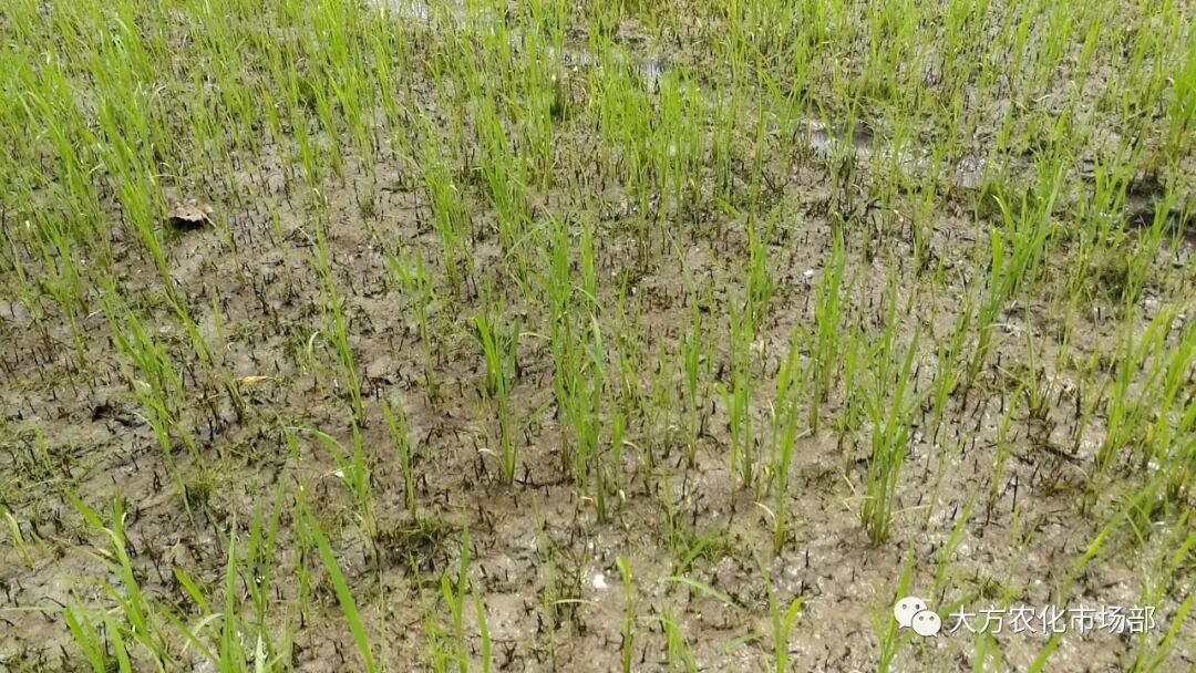 稻田除稗，用好才算“秀” --“万庄竞秀”应用案例剖析