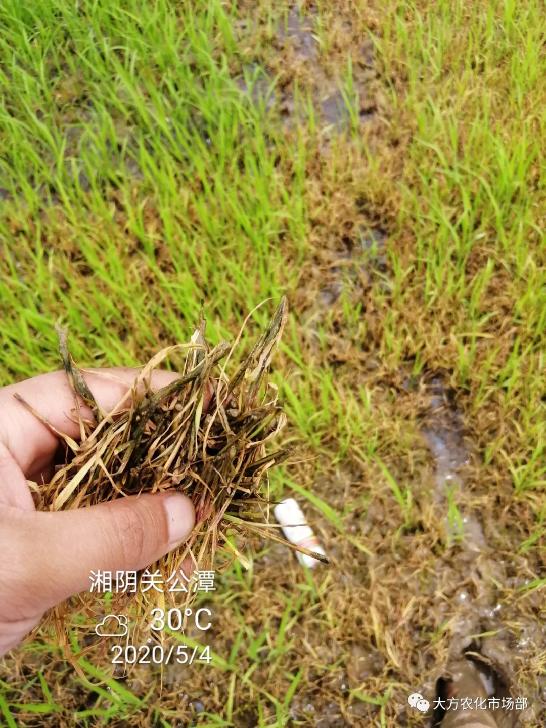 护呵好,领略“稻青草枯”的震撼! 护呵好,领略“稻青草枯”的震撼!