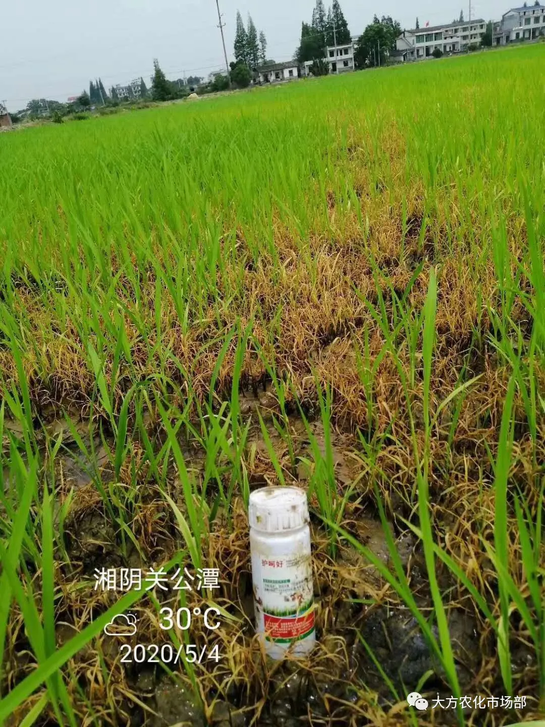 护呵好,领略“稻青草枯”的震撼! 护呵好,领略“稻青草枯”的震撼!