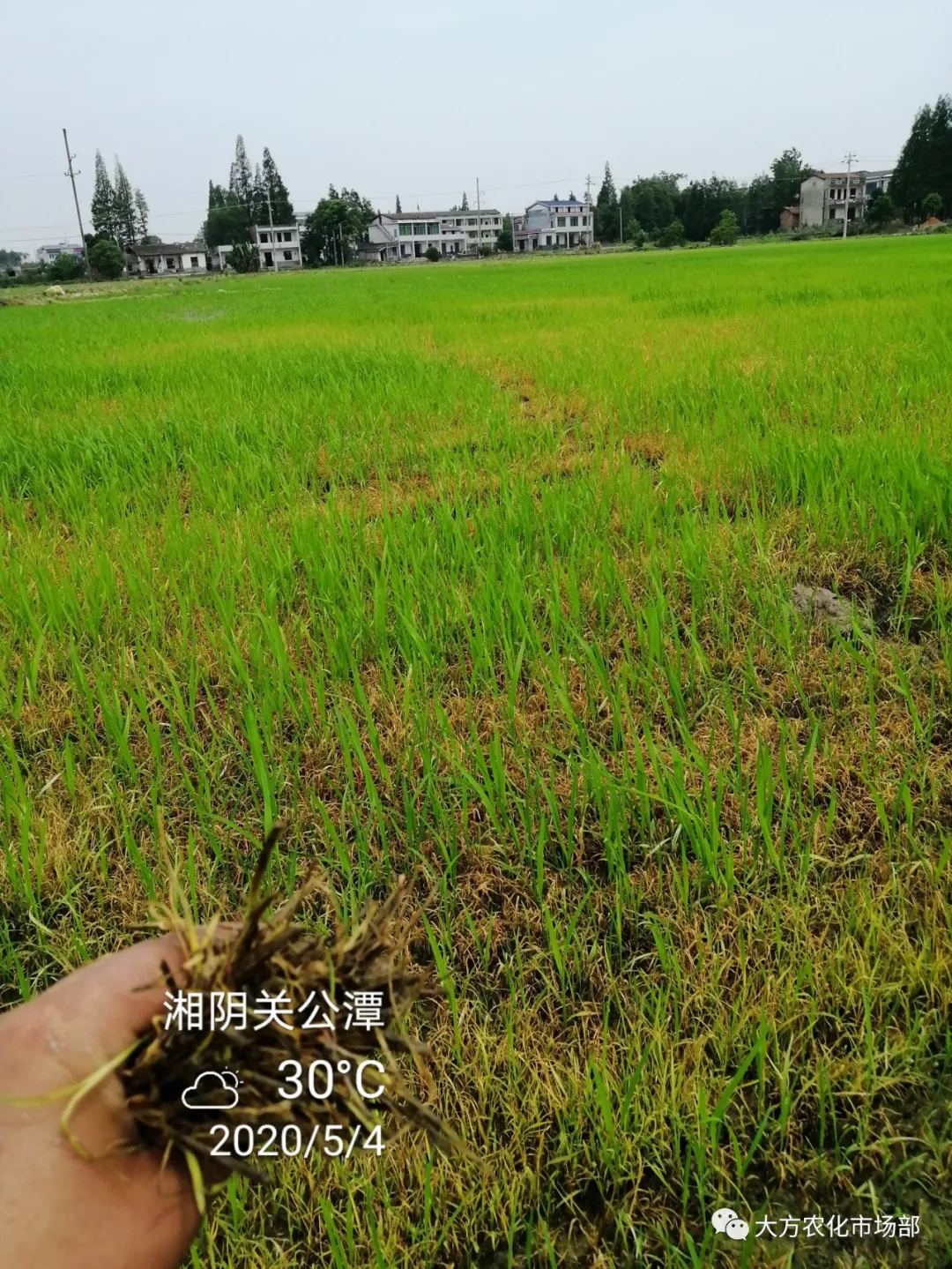 护呵好,领略“稻青草枯”的震撼! 护呵好,领略“稻青草枯”的震撼!